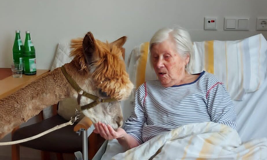 Lama besucht Bewohnerin am Bett